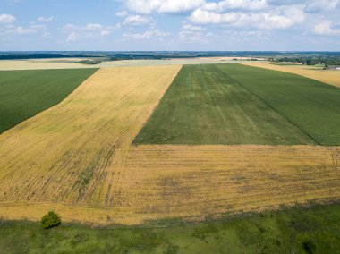 Ukrayna 'da olgunlaşan buğday ve mısır tarlaları. Hava aracı görünümü.