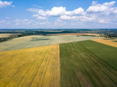 Ukrayna 'da olgunlaşan buğday ve mısır tarlaları. Hava aracı görünümü.
