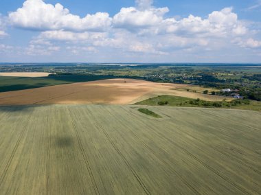 Ukrayna 'da olgunlaşan buğday ve mısır tarlaları. Hava aracı görünümü.