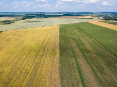 Ukrayna 'da olgunlaşan buğday ve mısır tarlaları. Hava aracı görünümü.