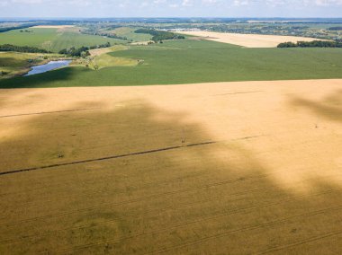 Hava aracı görüntüsü. Ukrayna 'da olgunlaşmış buğday tarlası.