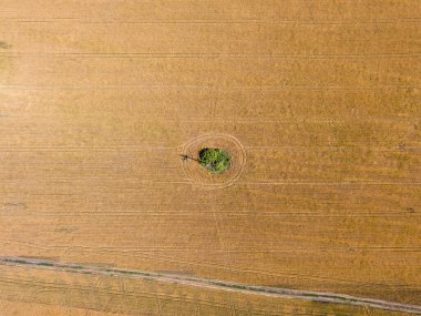 Hava aracı görüntüsü. Ukrayna 'da olgunlaşmış buğday tarlası.