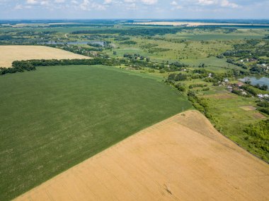 Ukrayna 'da olgunlaşan buğday ve mısır tarlaları. Hava aracı görünümü.
