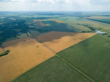 Ukrayna 'da olgunlaşan buğday ve mısır tarlaları. Hava aracı görünümü.
