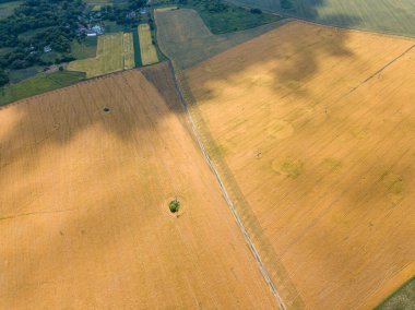 Hava aracı görüntüsü. Ukrayna 'da olgunlaşmış buğday tarlası.