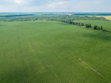 Hava aracı görüntüsü. Ukrayna 'daki yeşil mısır tarlası.