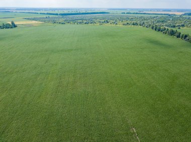 Hava aracı görüntüsü. Ukrayna 'daki yeşil mısır tarlası.