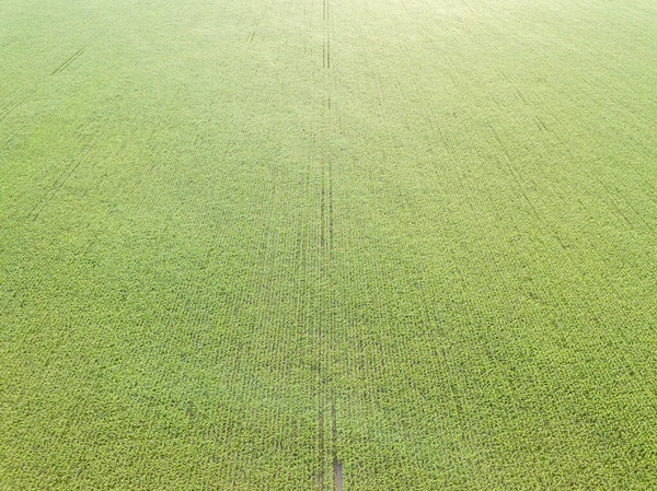 Zöld Kukoricamező Ukrajnában Légi Drónra Néző — Stock Fotó