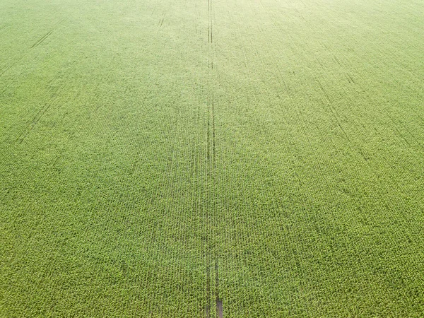 Luchtdrone Zicht Groene Maïsveld Oekraïne — Stockfoto