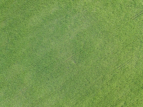 空中ドローンビュー ウクライナの緑のトウモロコシ畑 — ストック写真