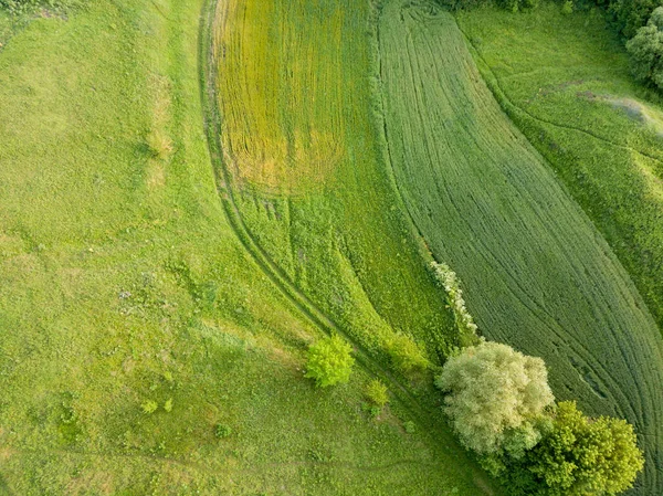 空中ドローンビュー ウクライナの緑の牧草地 — ストック写真