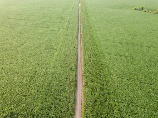 乌克兰的绿色玉米地 空中无人驾驶飞机视图 — 图库照片