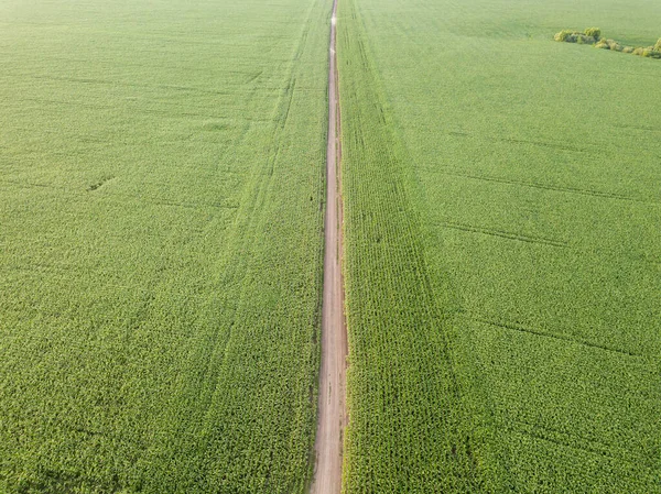 Green Cornfield Ukraine Aerial Drone View — Stock Photo, Image