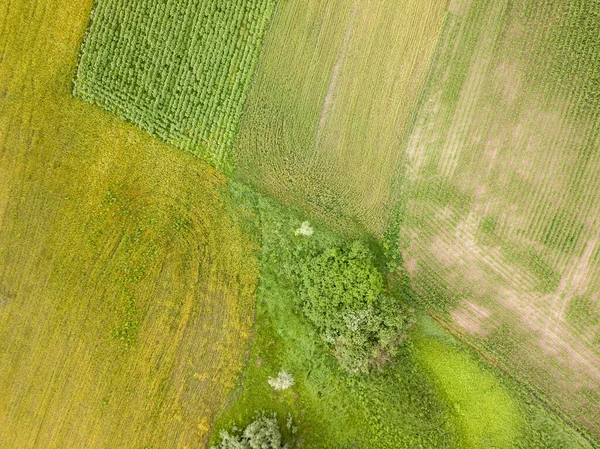 Aerila Drone View Agricultural Fields Ukraine — Stock Photo, Image