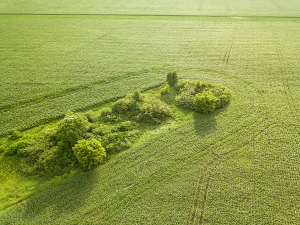 ウクライナの緑のトウモロコシ畑 空中ドローンビュー — ストック写真