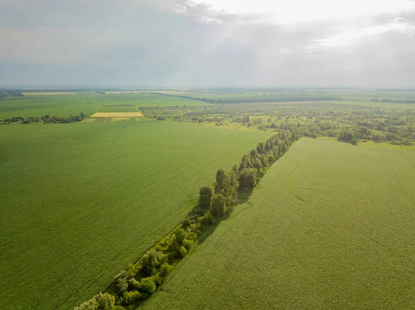 Aerial Drone View Green Corn Field Ukraine — Stock Photo, Image