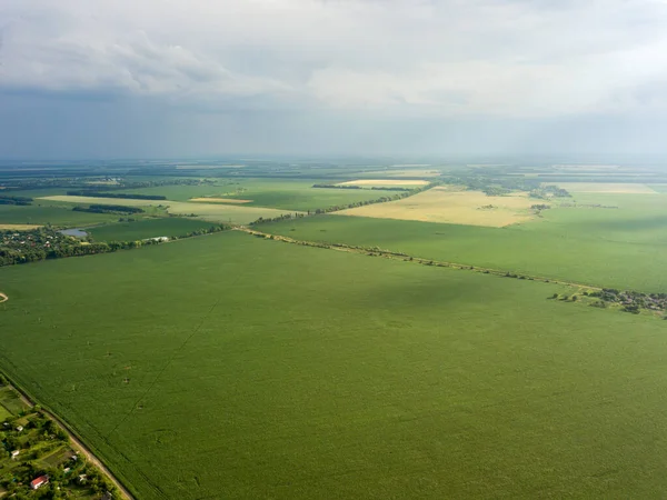 Aerial Drone View Green Corn Field Ukraine — Stock Photo, Image