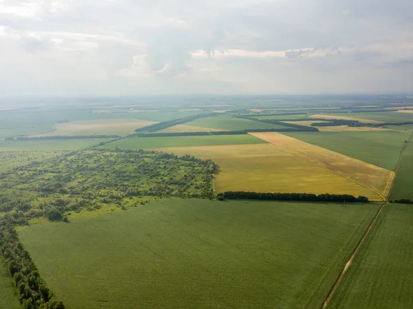 Fields Ripening Wheat Corn Ukraine Aerial Drone View — Stock Photo, Image