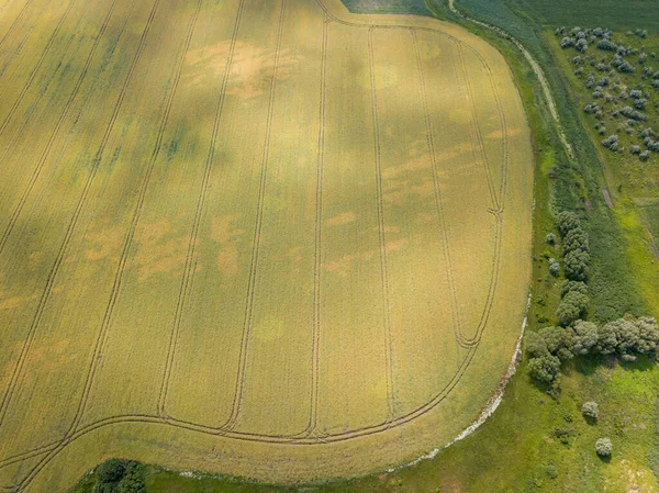 Zemědělská Pole Zralé Pšenice Ukrajinské Vesnici Zobrazení Leteckých Dronů — Stock fotografie