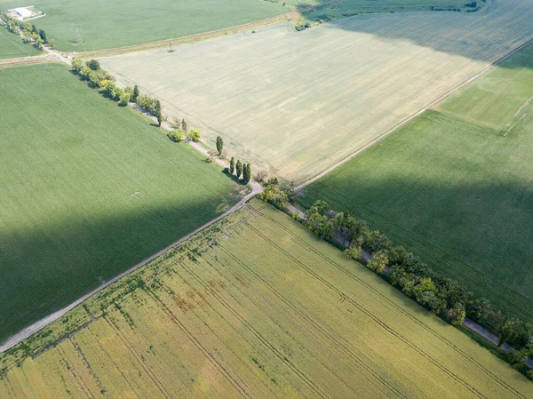 Oblasti Zrání Pšenice Kukuřice Ukrajině Zobrazení Leteckých Dronů — Stock fotografie