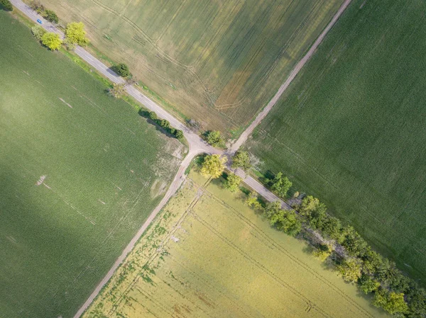 Campos Maduración Trigo Maíz Ucrania Vista Aérea Del Dron —  Fotos de Stock