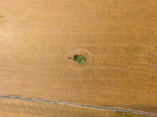 Letecký Výhled Zralé Pšenice Pole Ukrajině — Stock fotografie