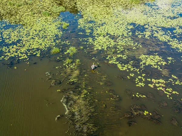One Fisherman Water Water Lilies Aerial Drone View — Stock Photo, Image