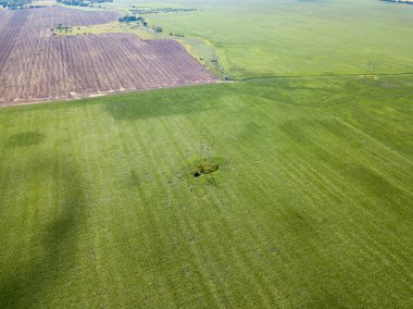 Ukrayna 'daki yeşil mısır tarlası. Hava aracı görünümü.