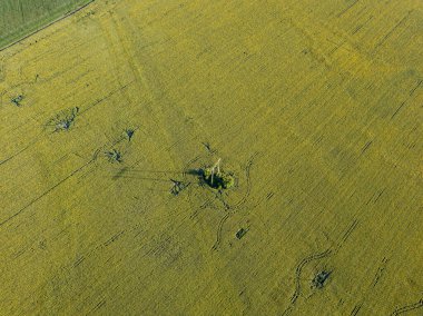 Yeşil ayçiçeği tarlasından geçen elektrik hattı. Hava aracı görünümü.