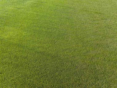 Ukrayna 'daki yeşil mısır tarlası. Hava aracı görünümü.