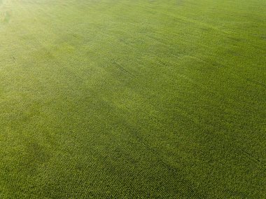 Ukrayna 'daki yeşil mısır tarlası. Hava aracı görünümü.