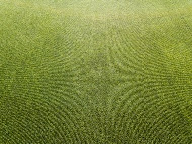 Ukrayna 'daki yeşil mısır tarlası. Hava aracı görünümü.