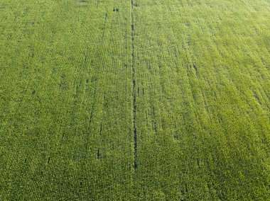 Ukrayna 'daki yeşil mısır tarlası. Hava aracı görünümü.