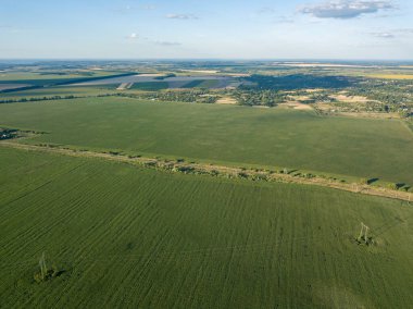 Ukrayna 'daki yeşil mısır tarlası. Hava aracı görünümü.