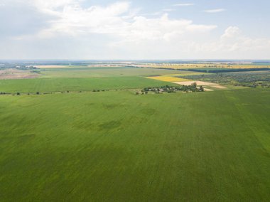 Ukrayna 'daki yeşil mısır tarlası. Hava aracı görünümü.