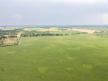 Ukrayna 'daki yeşil mısır tarlası. Hava aracı görünümü.