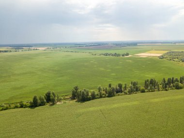 Ukrayna 'daki yeşil mısır tarlası. Hava aracı görünümü.