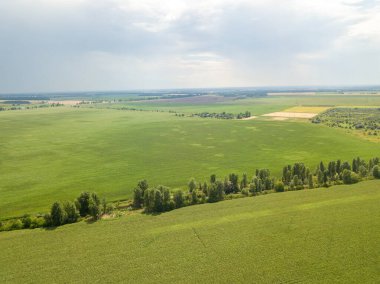 Ukrayna 'daki yeşil mısır tarlası. Hava aracı görünümü.