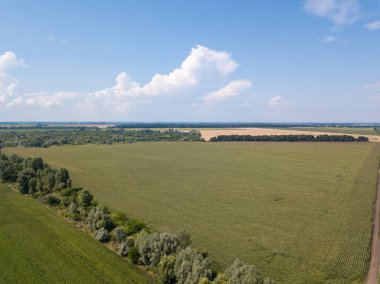 Ukrayna 'daki yeşil mısır tarlası. Hava aracı görünümü.