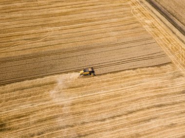 Hava aracı görüntüsü. Hasatçı Ukrayna tarlasında buğday hasat ediyor..