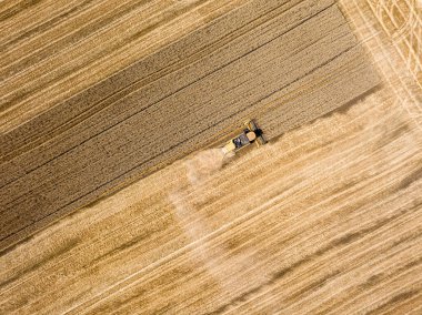 Hava aracı görüntüsü. Hasatçı Ukrayna tarlasında buğday hasat ediyor..