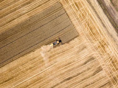 Hava aracı görüntüsü. Hasatçı Ukrayna tarlasında buğday hasat ediyor..