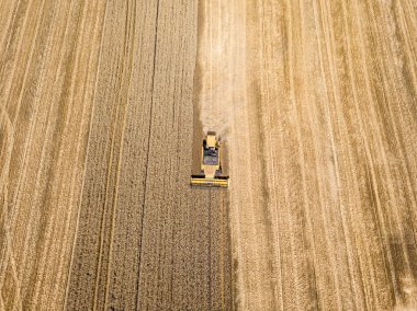 Hava aracı görüntüsü. Hasatçı Ukrayna tarlasında buğday hasat ediyor..