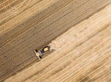 Hava aracı görüntüsü. Hasatçı Ukrayna tarlasında buğday hasat ediyor..