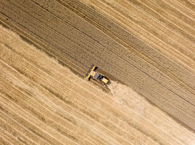 Hava aracı görüntüsü. Hasatçı Ukrayna tarlasında buğday hasat ediyor..