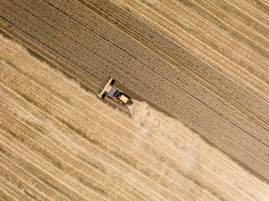 Hava aracı görüntüsü. Hasatçı Ukrayna tarlasında buğday hasat ediyor..