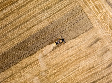 Hava aracı görüntüsü. Hasatçı Ukrayna tarlasında buğday hasat ediyor..
