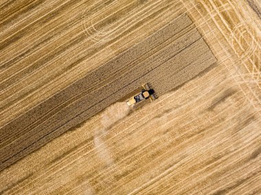 Hava aracı görüntüsü. Hasatçı Ukrayna tarlasında buğday hasat ediyor..