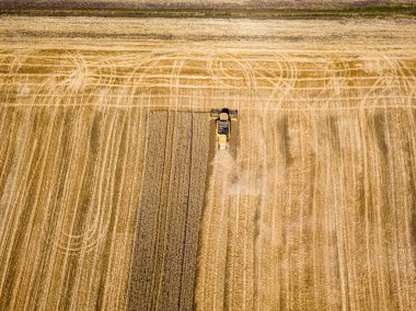 Hava aracı görüntüsü. Hasatçı Ukrayna tarlasında buğday hasat ediyor..