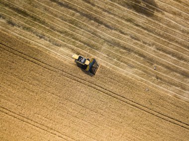 Hava aracı görüntüsü. Hasatçı Ukrayna tarlasında buğday hasat ediyor..